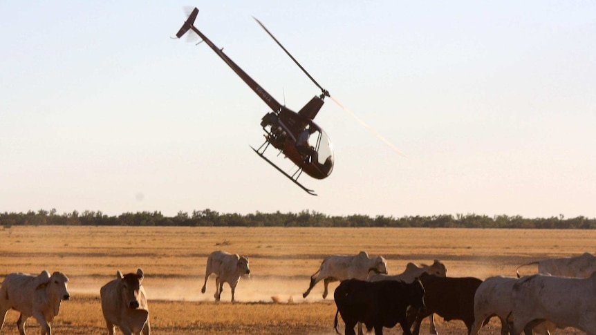 A helicopter musters cattle on a property.