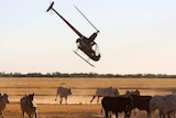 A helicopter musters cattle on a property.