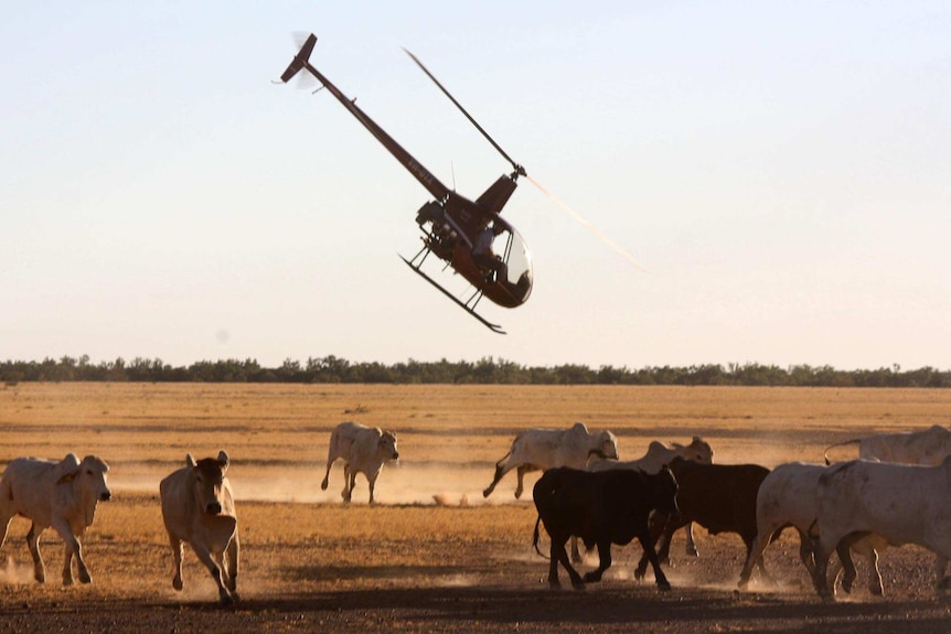 A helicopter musters cattle on a property.