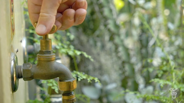 Hand turning on a brass garden tap.