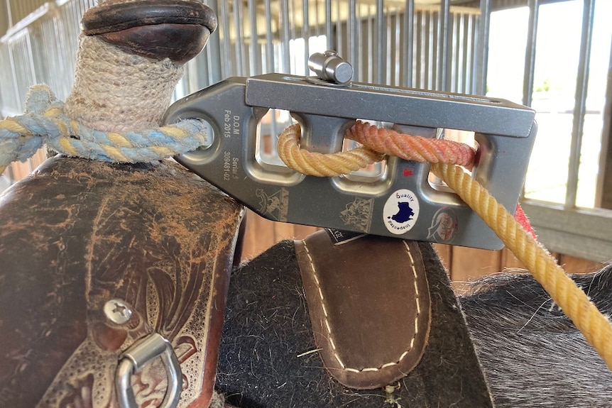 A pulley device attached to a saddle used to make calf roping safter 