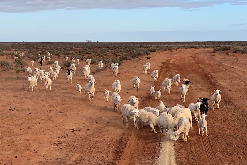 Sheep run on red dirt feeding on grain