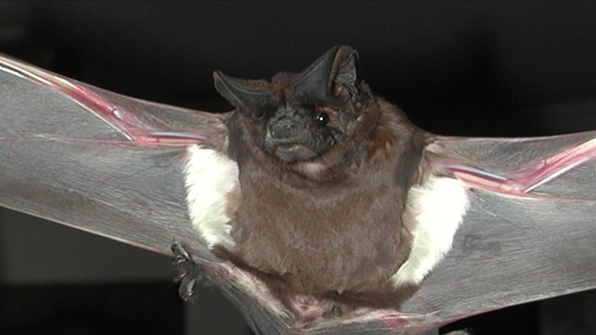 white striped bat