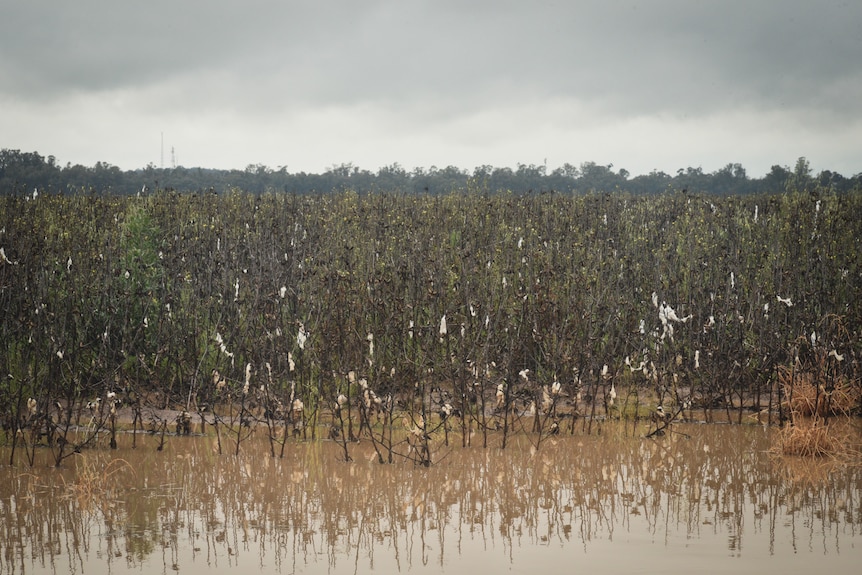 A flooded crop.