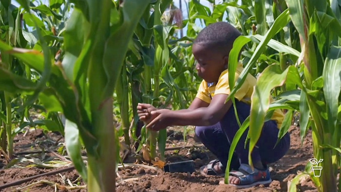 Small boy crouching on the ground amongst a crop of tall maize plants