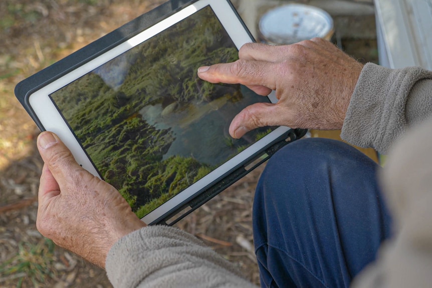 Fingers zoom in on a green bog picture on an ipad.