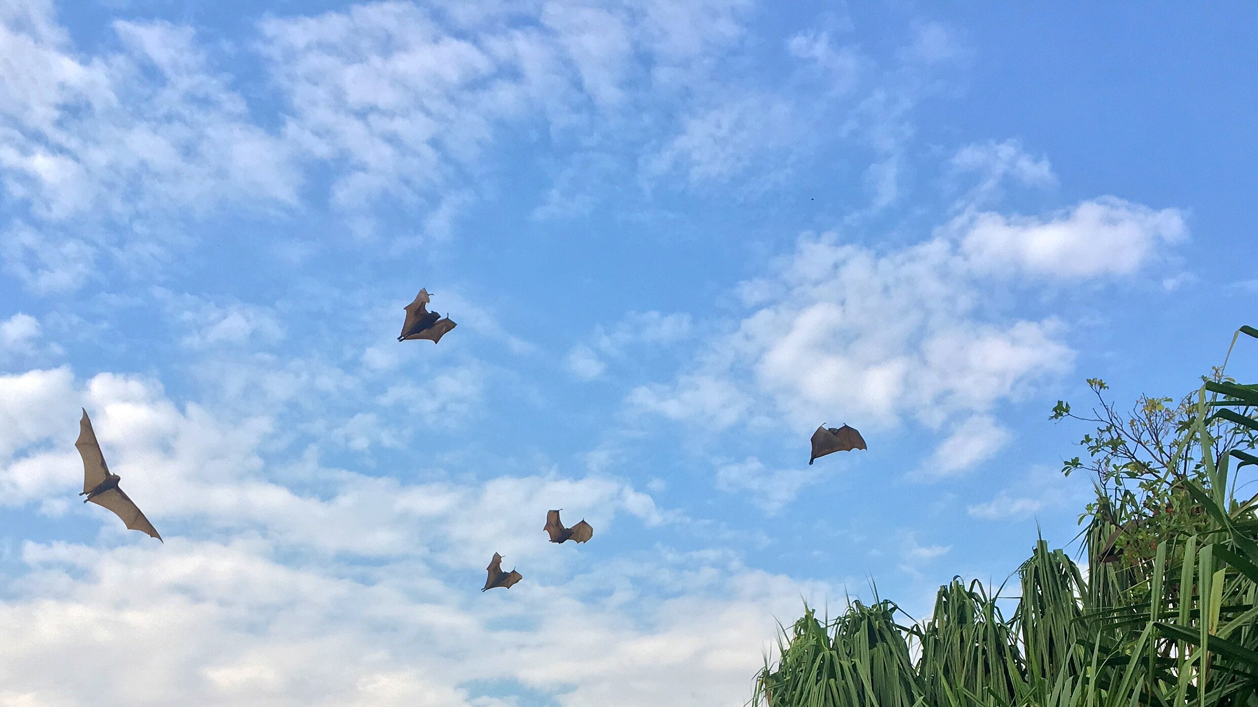Five bats flying in a cloudy blue sky in the middle of the day, pandanus tree tops in the bottom right corner.