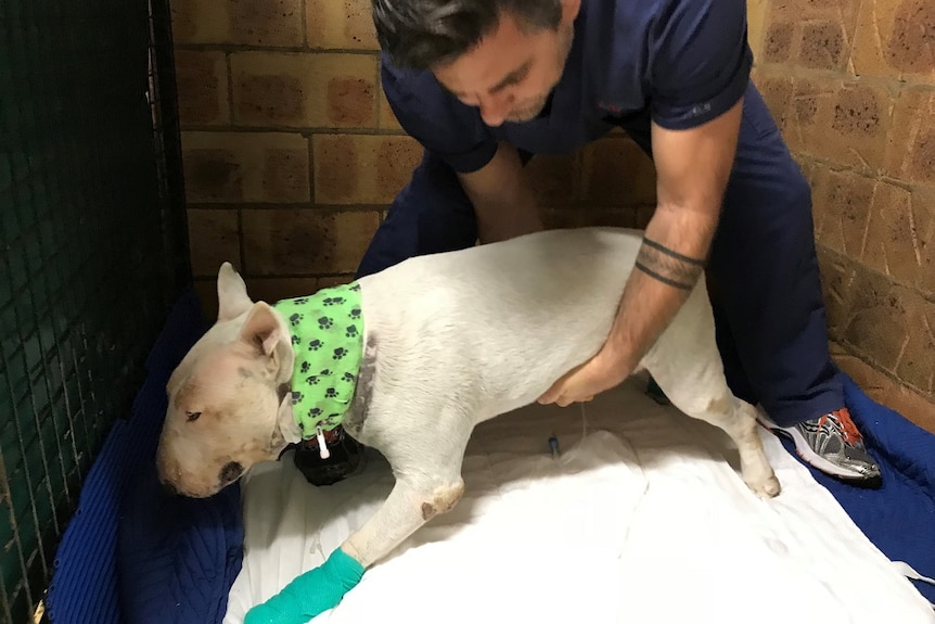 A man holds onto a dog at a veterinary clinic