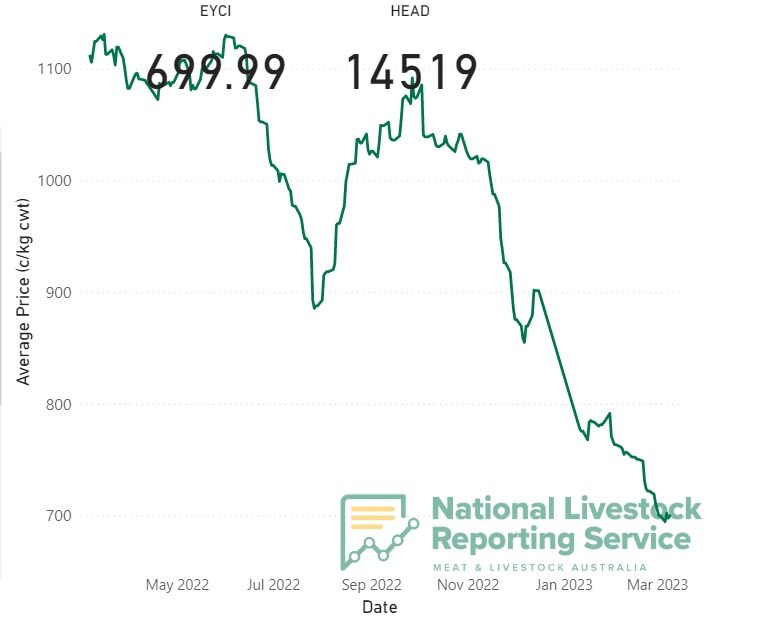 Cattle prices drop at High Country's historic Mountain Calf sale in