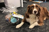 Milo, a four-year-old Border Collie, lies on the ground next to a hamper of treats and toys for a story about dogs at work.