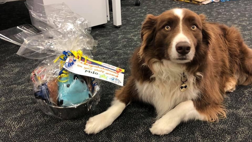 Milo, a four-year-old Border Collie, lies on the ground next to a hamper of treats and toys for a story about dogs at work.