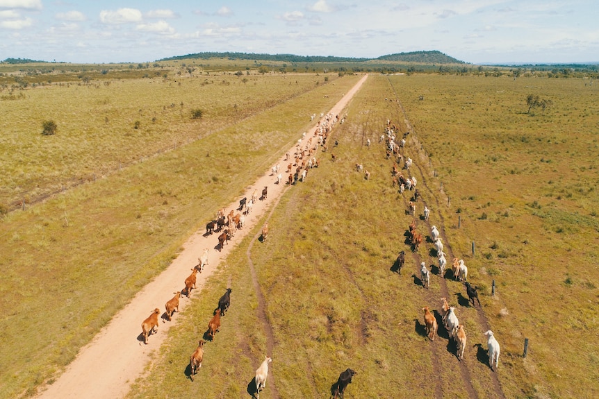 Aerial photo of cattle walking along a road in a paddock