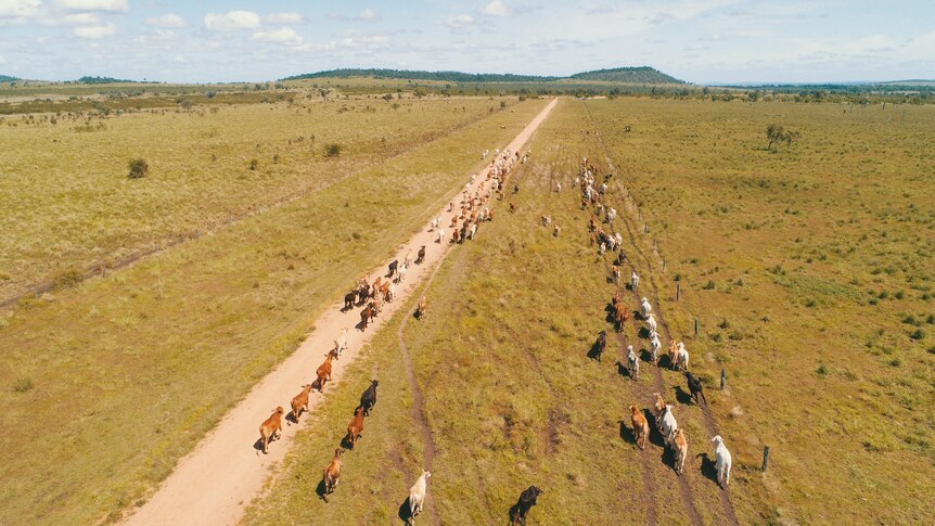 Aerial photo of cattle walking along a road in a paddock