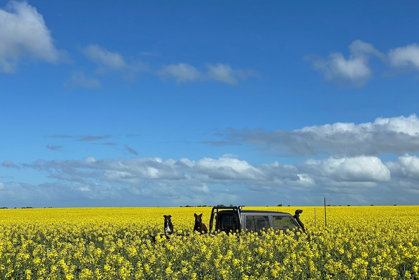 Dalwallinu canola crop