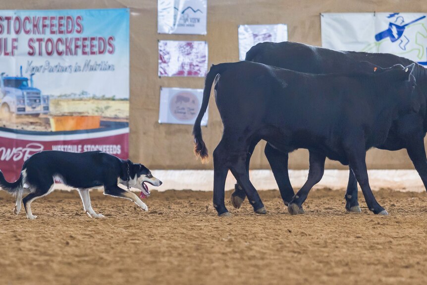 A tri colour border collie rounding up two dark brown cows.