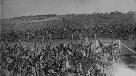 Herbert V. Fielding's banana plantation viewed from 'Buderim House' in Orme Road, Buderim, 1920.
