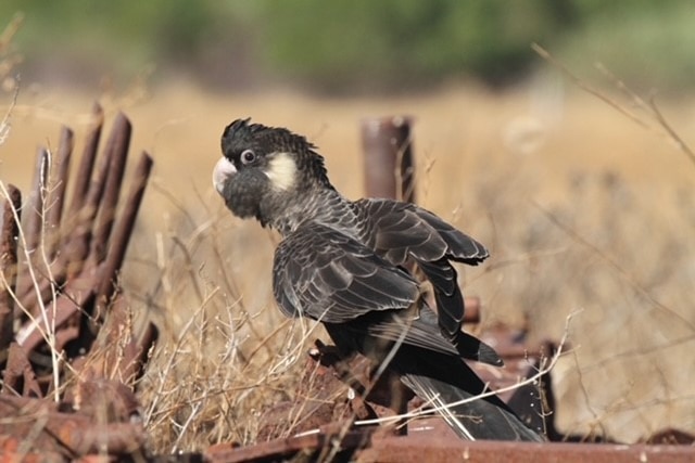 A black cockatoo perched on some metal and surrounded by dry grasses.
