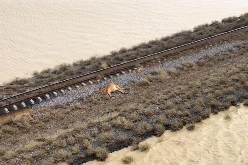 Dead cattle by a railway line surrounded by floodwaters on Rae Stretton's property west of Julia Creek.