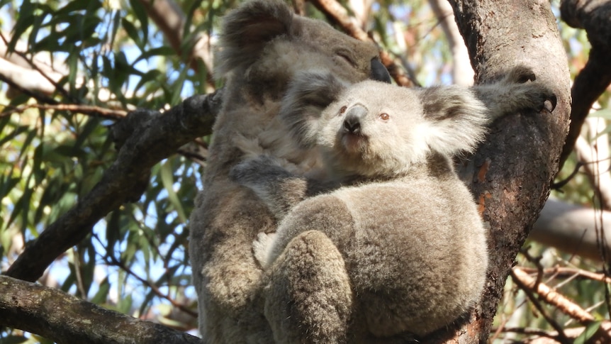 A mother and baby koala sit in a tree, cuddling with the sun on their faces