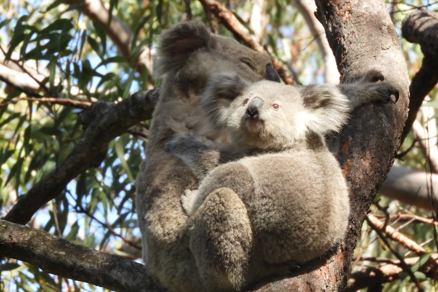 A mother and baby koala sit in a tree, cuddling with the sun on their faces