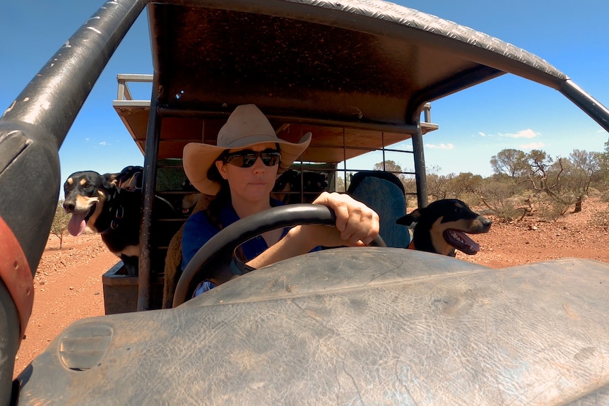 Aticia drives her kelpies through her outback station.