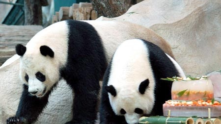 A Thailand zoo has put its male panda on a diet in a hope he loses some weight. (File photo)