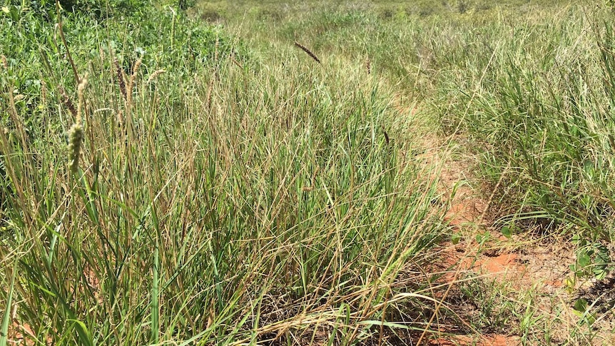 Long thick grass with seed heads growing over a dirt track