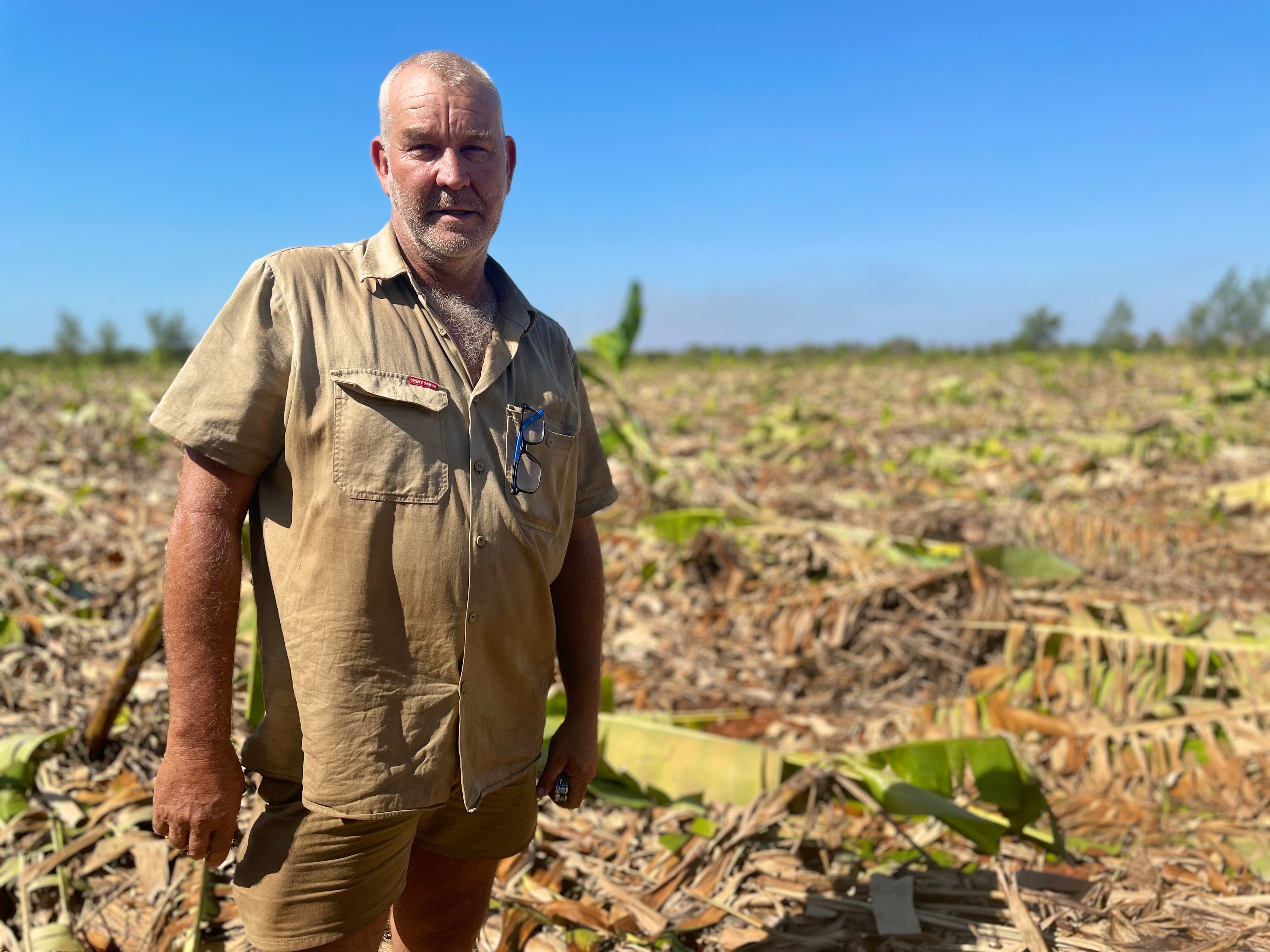 A middle aged male farmer in front of knocked down banana plants