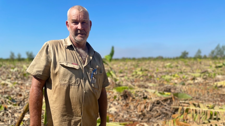 A middle aged male farmer wearing tan-coloured clothes in front of knocked down banana plants.
