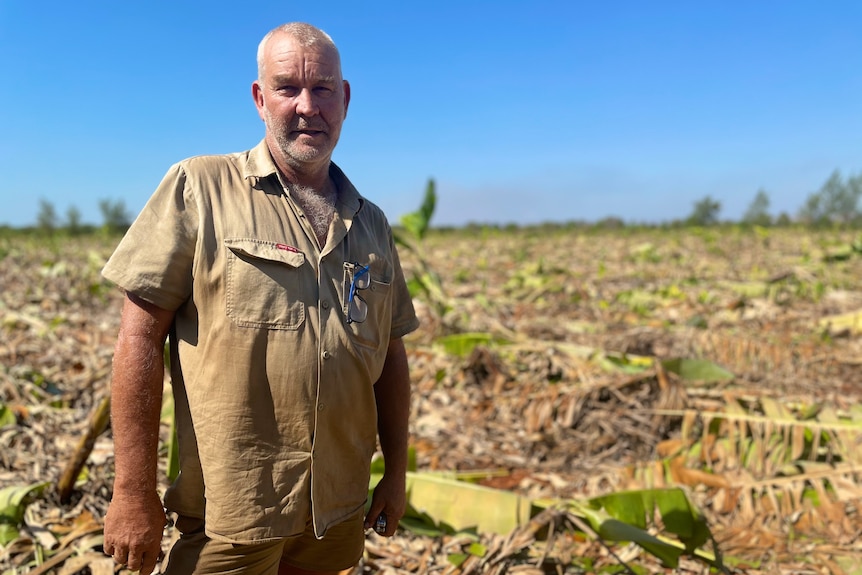 A middle aged male farmer in front of knocked down banana plants