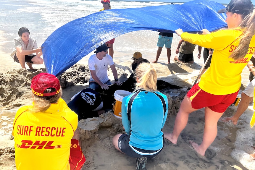 Volunteers hold a tarp over the beached whale