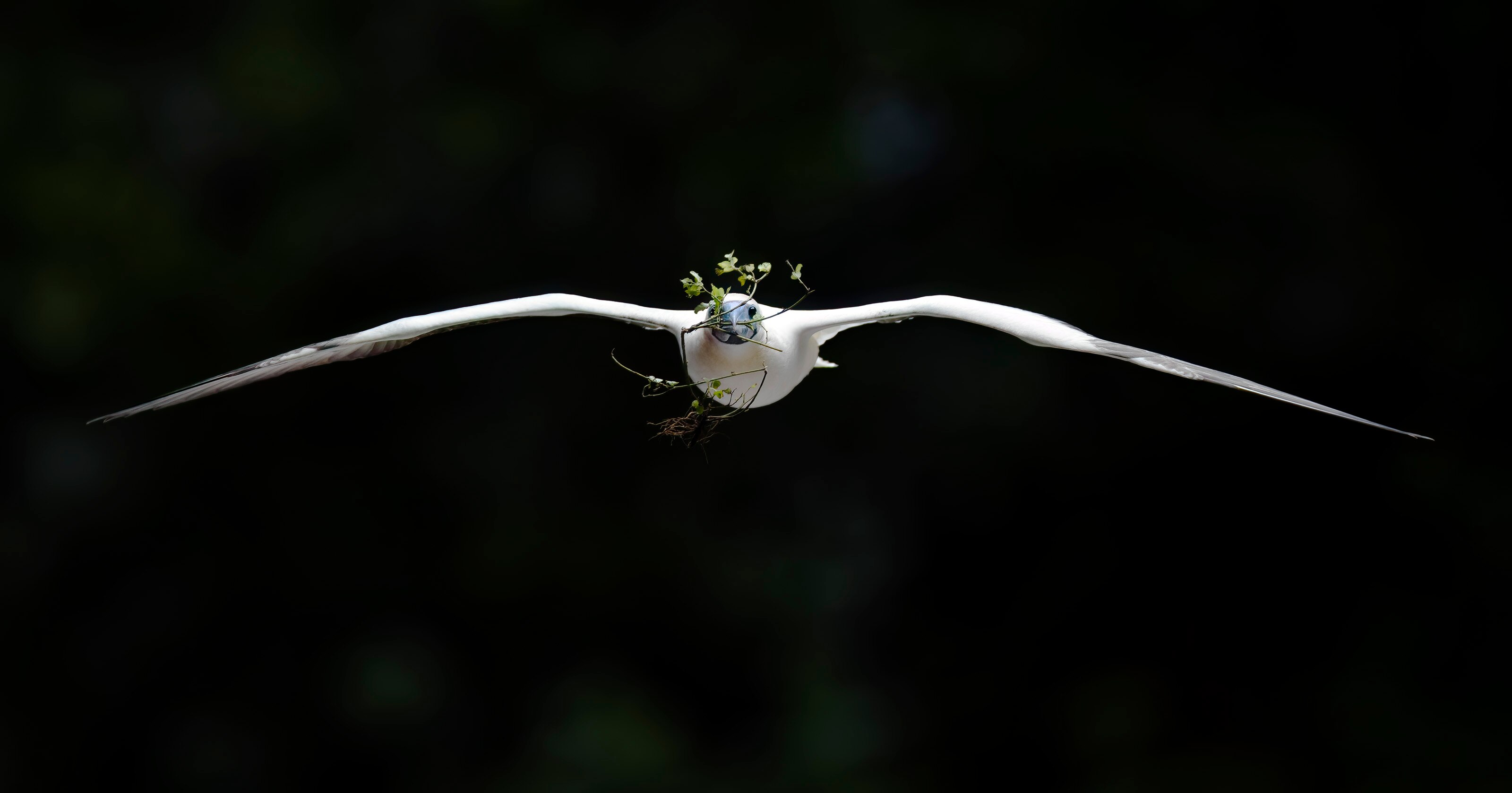 A red-footed booby carring a branch in its mouth.