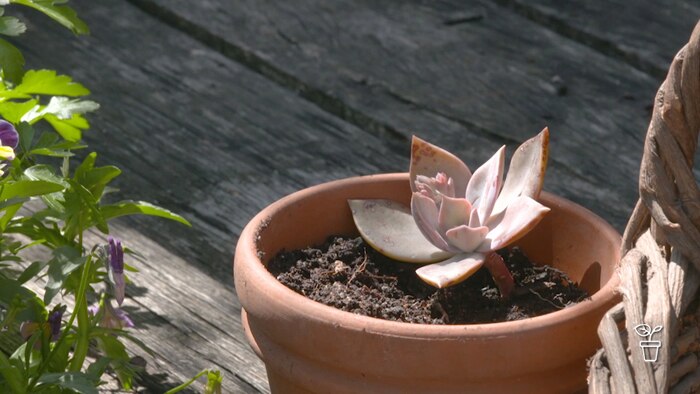 Terracotta pot with succulent plant growing in it.