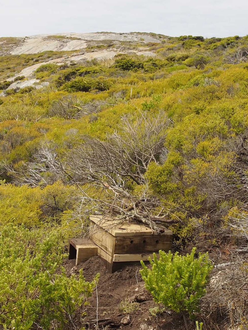 A penguin nesting box in the landscape.