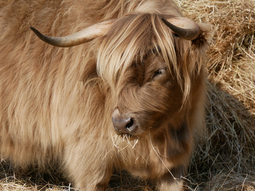 A long-haired Highland bull with long horns.