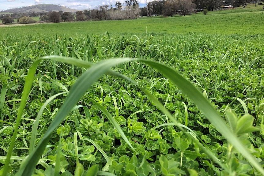 Long clover pasture in a wet year on a farm near Holbrook.