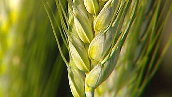 The crop is Australia's first outdoor trial of GM wheat