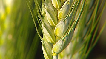 As carbon dioxide levels continue to rise, scientists at ANU are trying to develop new strains of wheat to cope with the changing climate.