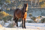 A brown horse stands in the snow in High Country.