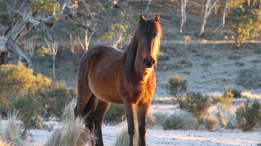 A Snowy Mountain brumby