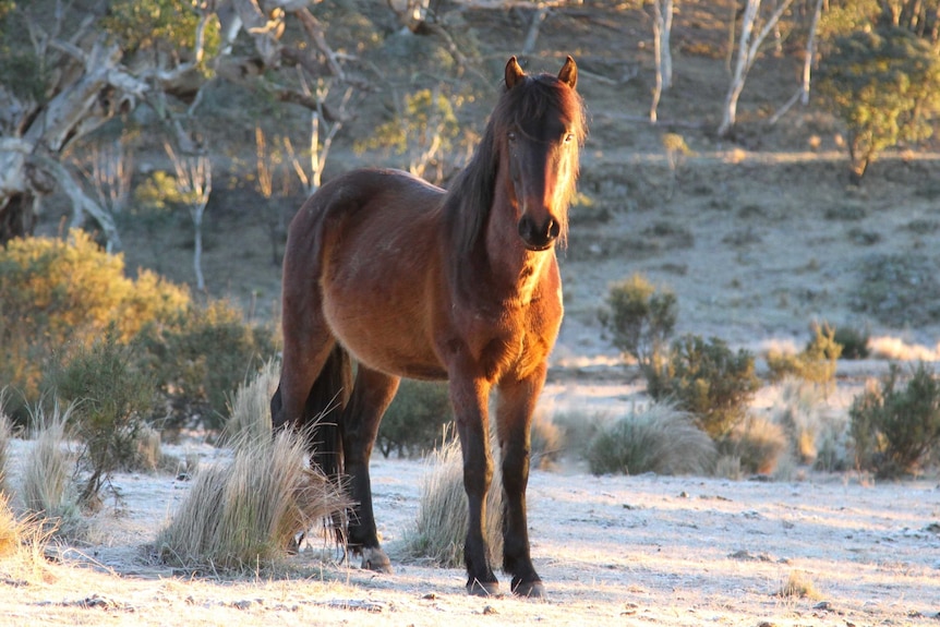 A brown horse stands in the snow in High Country.