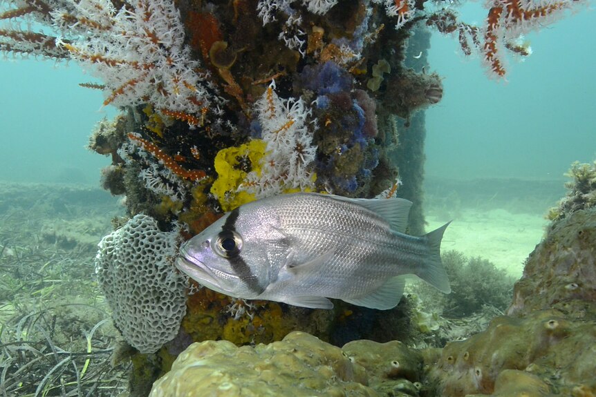 A silver fish near some coral.