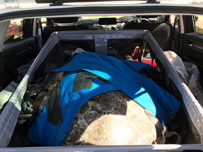 A large turtle being transported in a car, with blue material with velcro strapping it in.