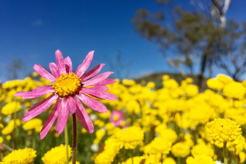 A pink flower in foreground with yellow in back.
