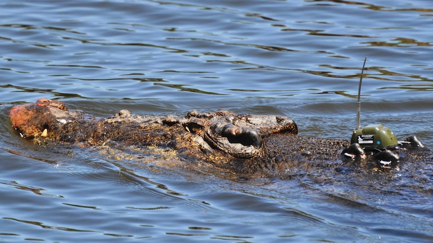 A crocodile fitted with an underwater monitoring device