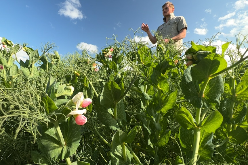 A man in a khaki short stands in a crop, a flower takes up a lot of frame. The camera is near the ground