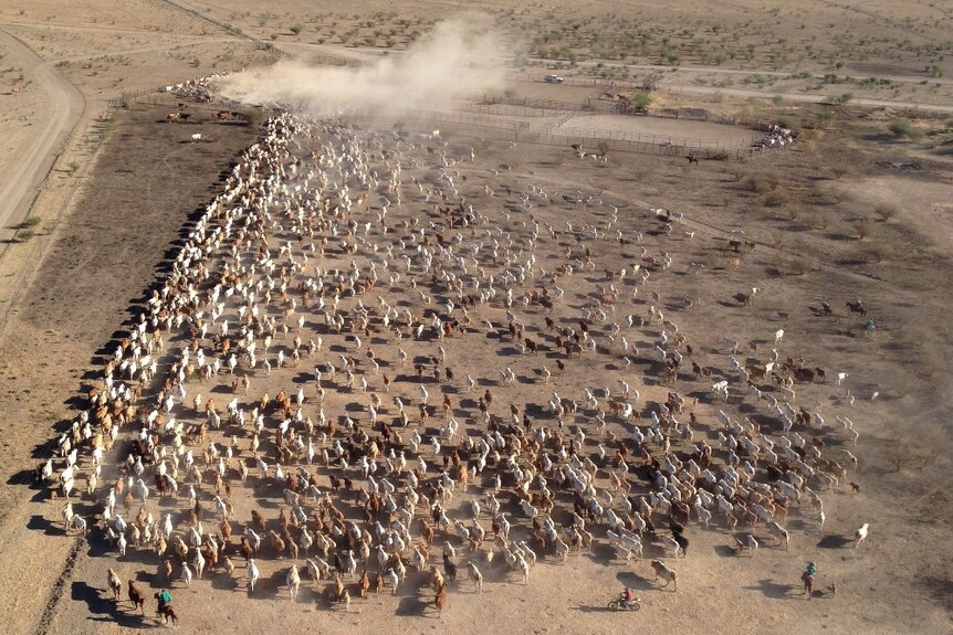 An aerial view on 1,000 cattle being mustered towards yards, on Anthony Lagoon Station, Northern Territory