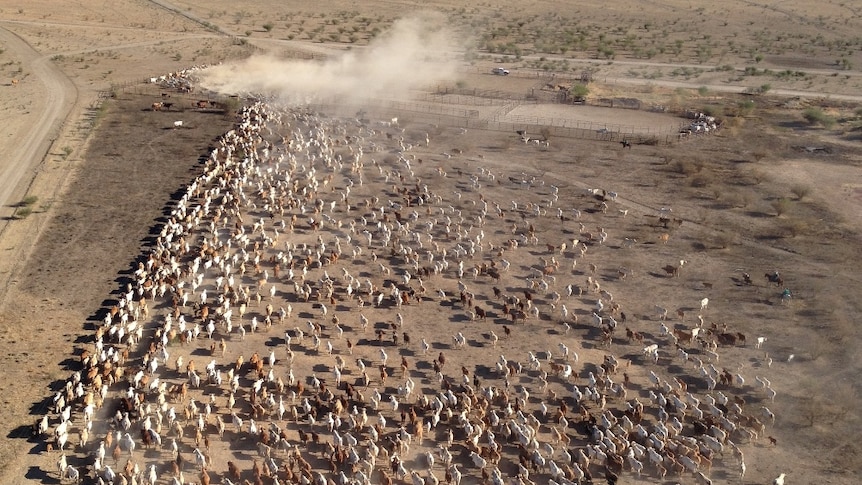 An aerial view on 1,000 cattle being mustered towards yards, on Anthony Lagoon Station, Northern Territory