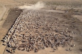 An aerial view on 1,000 cattle being mustered towards yards, on Anthony Lagoon Station, Northern Territory
