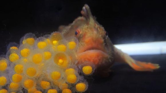 Baby red handfish group with mother fish.